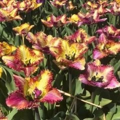 Colour Fusion Lale Soğanı Mor Sarı – Renk Füzyonu