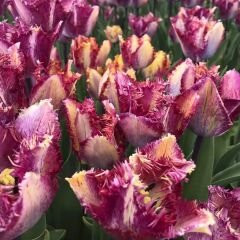 Colour Fusion Lale Soğanı Mor Sarı – Renk Füzyonu