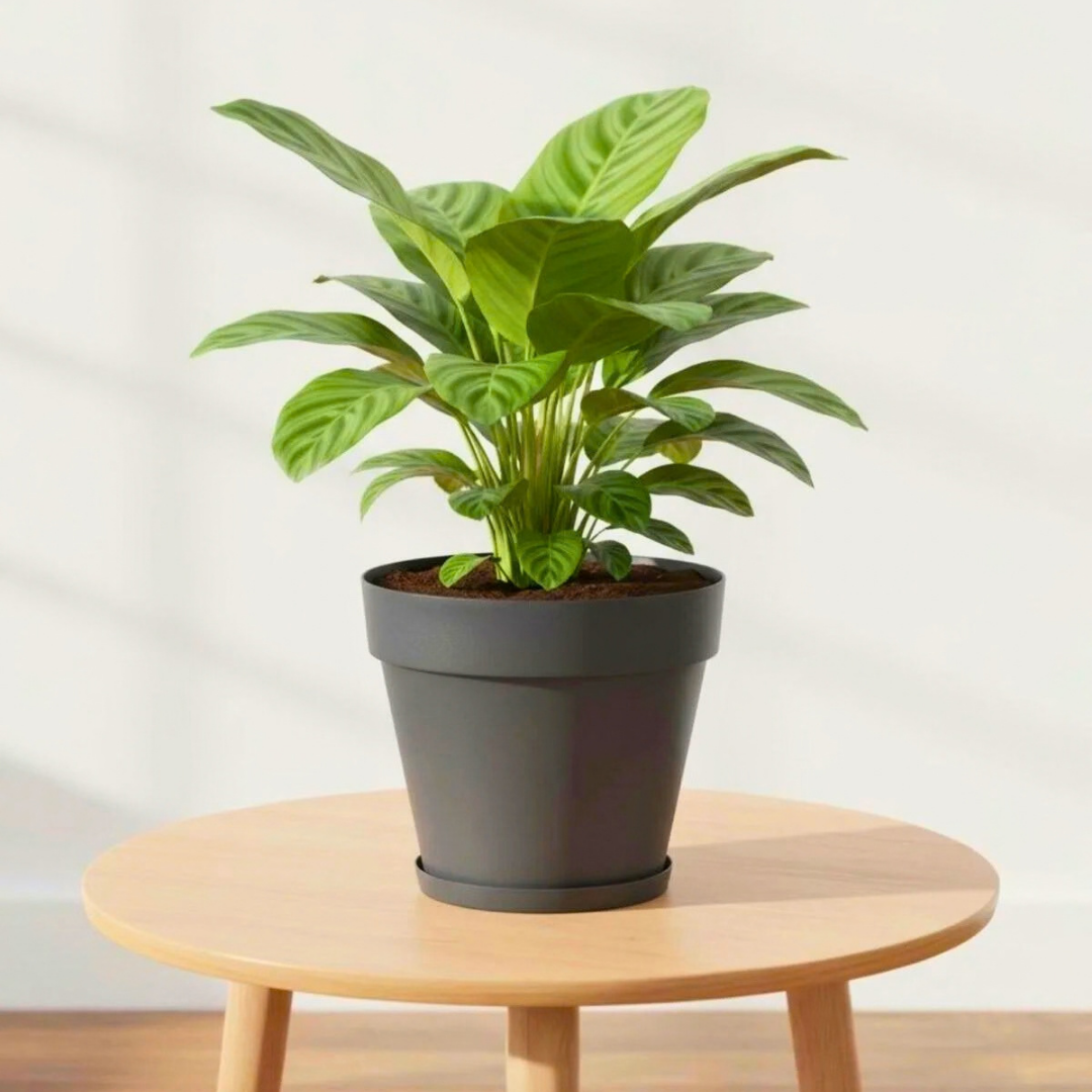 Serinova Yalı Saksı Seperatörlü  No:4 24 cm, 6 Litre