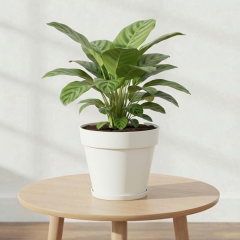 Serinova Yalı Saksı Seperatörlü  No:4 24 cm, 6 Litre