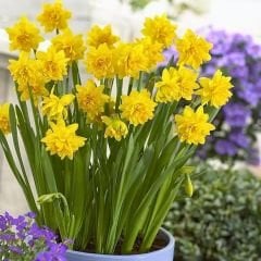 Tête Bouclé Nergis Soğanı Double Sarı – Narcissus