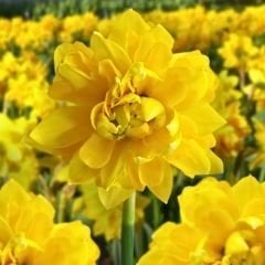 Tête Bouclé Nergis Soğanı Double Sarı – Narcissus