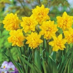 Tête Bouclé Nergis Soğanı Double Sarı – Narcissus