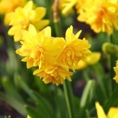 Tête Bouclé Nergis Soğanı Double Sarı – Narcissus