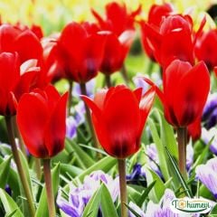 Pieter De Leur Lale Soğanı - Tulipa