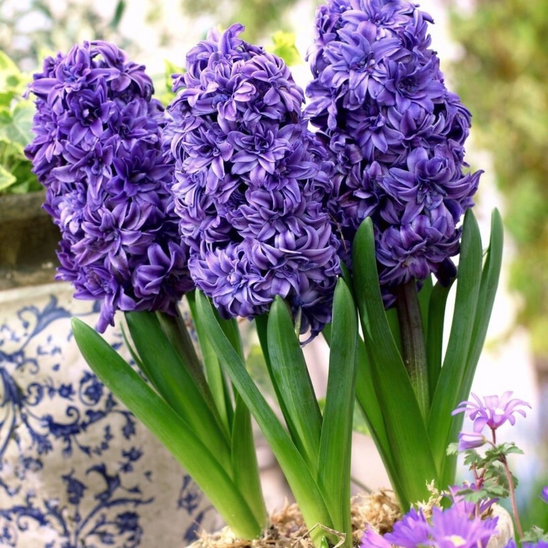﻿Manhattan Sümbül Soğanı - Hyacinthus - Mor 6 Adet