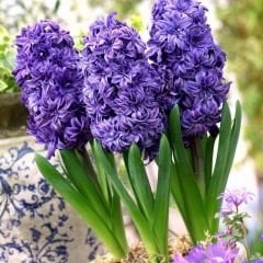 ﻿Manhattan Sümbül Soğanı - Hyacinthus - Mor 6 Adet