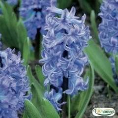 DELF BLUE SÜMBÜL SOĞANI - Hyacinthus