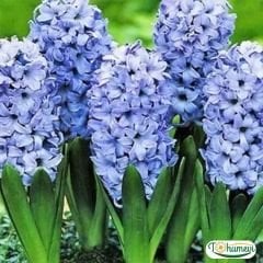 DELF BLUE SÜMBÜL SOĞANI - Hyacinthus