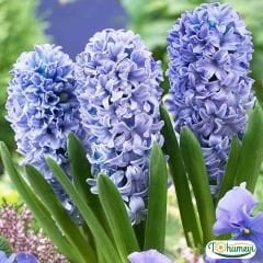 DELF BLUE SÜMBÜL SOĞANI - Hyacinthus