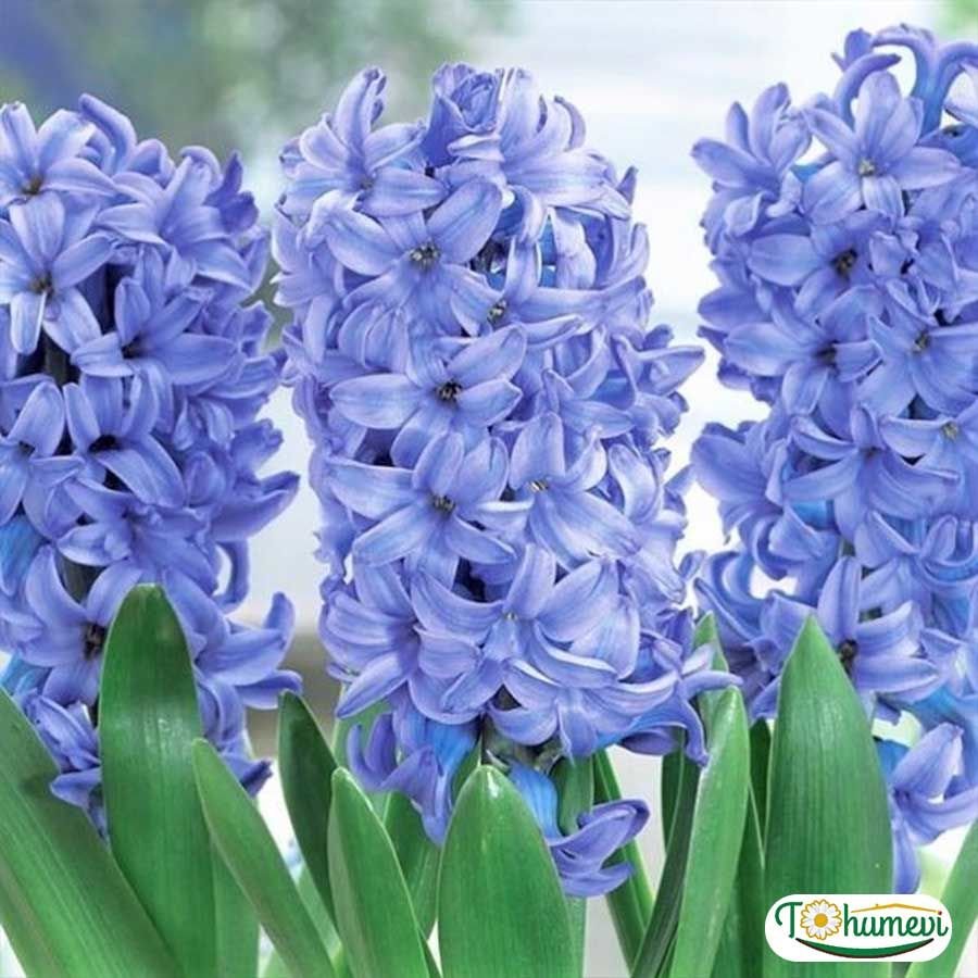 DELF BLUE SÜMBÜL SOĞANI - Hyacinthus