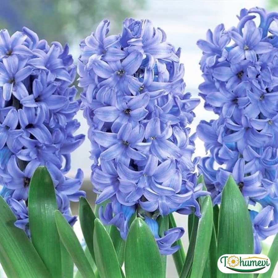 DELF BLUE SÜMBÜL SOĞANI - Hyacinthus