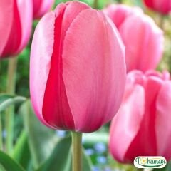 Pink Imperession Lale Soğanı – Tulipa