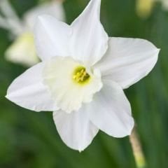 Narcissus Triandrus Tresamble Soğanı - Nergis - Beyaz