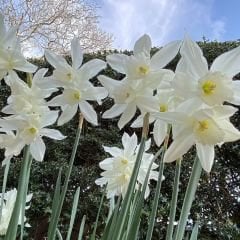 Narcissus Triandrus Tresamble Soğanı - Nergis - Beyaz