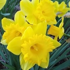 Loven Nergis Soğanı - Narcisus  - Sarı 6'lı paket