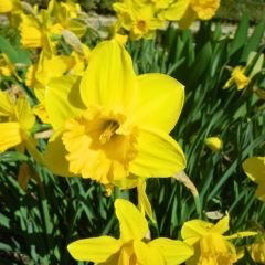 Loven Nergis Soğanı - Narcisus  - Sarı