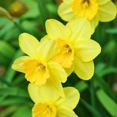 Loven Nergis Soğanı - Narcisus  - Sarı 6'lı paket