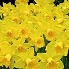 Loven Nergis Soğanı - Narcisus  - Sarı 6'lı paket