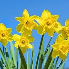 Loven Nergis Soğanı - Narcisus  - Sarı 6'lı paket