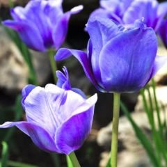 Blue Aimable Lale Soğanı – Mavi - Tulipa