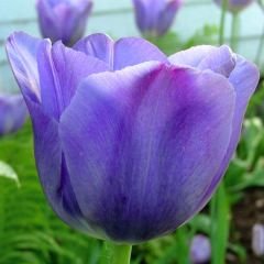 Blue Aimable Lale Soğanı – Mavi - Tulipa