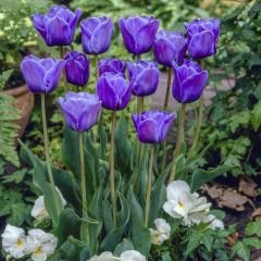 Blue Aimable Lale Soğanı – Mavi - Tulipa