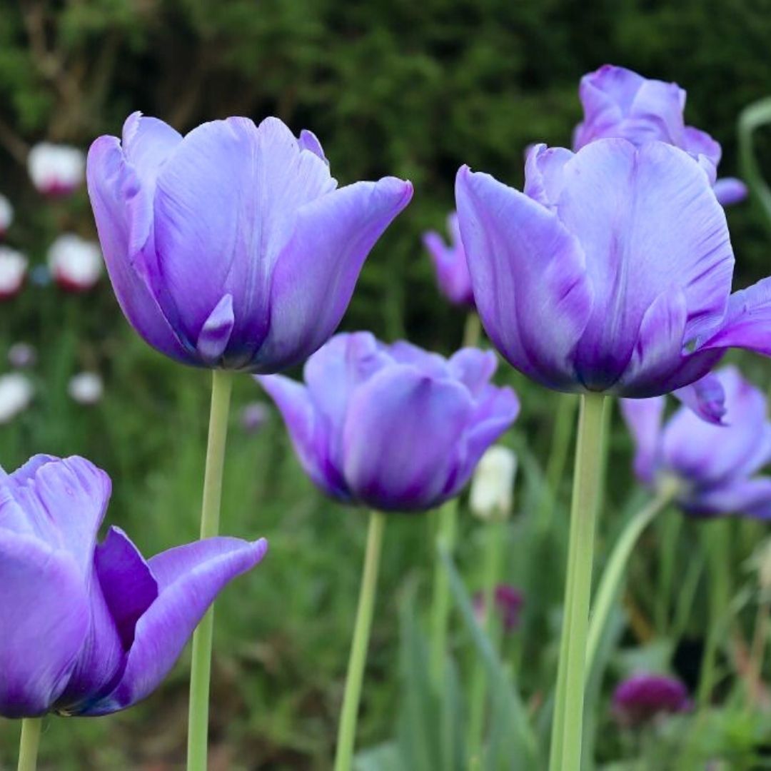 Blue Aimable Lale Soğanı – Mavi - Tulipa