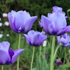 Blue Aimable Lale Soğanı – Mavi - Tulipa