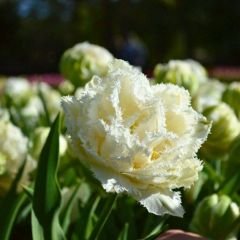Snow Crystal Lale Soganı - Tulipa - Beyaz