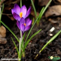 MOR ÇİĞDEM ÇİÇEĞİ SOĞANI - CROCUS
