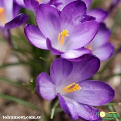 MOR ÇİĞDEM ÇİÇEĞİ SOĞANI - CROCUS