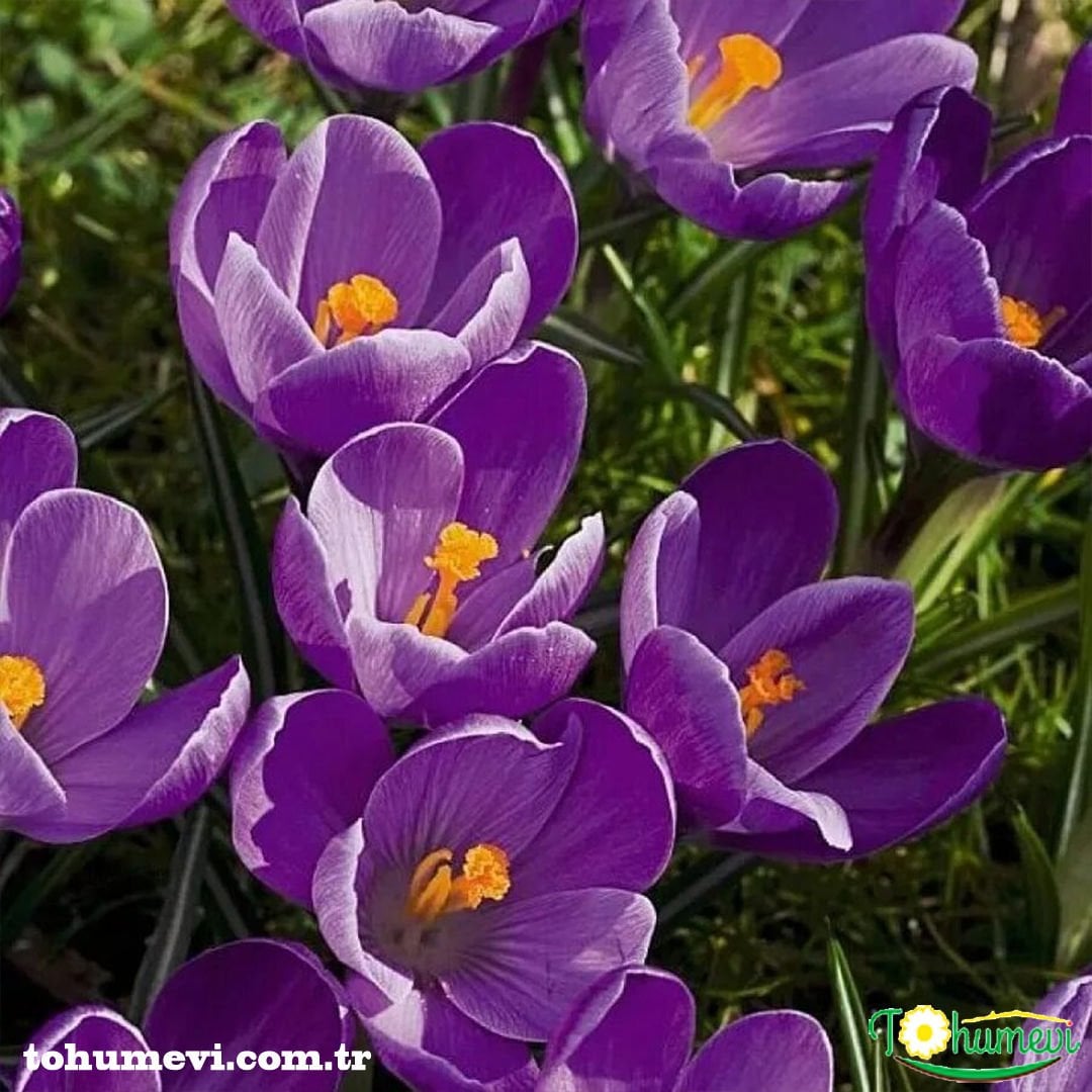 MOR ÇİĞDEM ÇİÇEĞİ SOĞANI - CROCUS