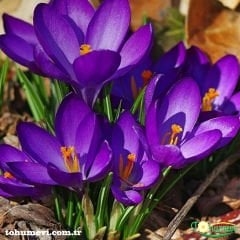 MOR ÇİĞDEM ÇİÇEĞİ SOĞANI - CROCUS