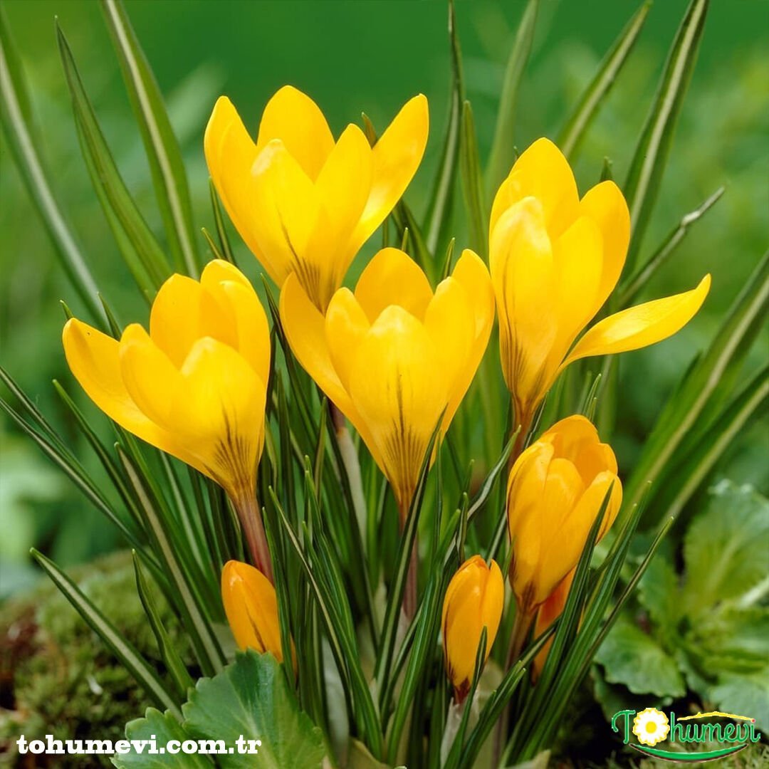 SARI ÇİĞDEM ÇİÇEĞİ - CARACUS