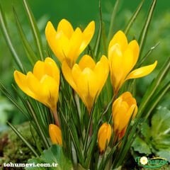 SARI ÇİĞDEM ÇİÇEĞİ - CARACUS