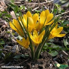 SARI ÇİĞDEM ÇİÇEĞİ - CARACUS