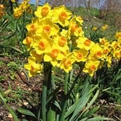 Narcisus Cornish Dawn Nergis Soğanı – Sarı