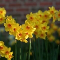 Narcisus Cornish Dawn Nergis Soğanı – Sarı