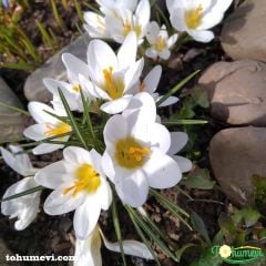 Beyaz Çiğdem çiçeği - Crocus