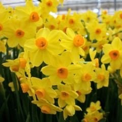 Narcisus Cornish Dawn Nergis Soğanı – Sarı