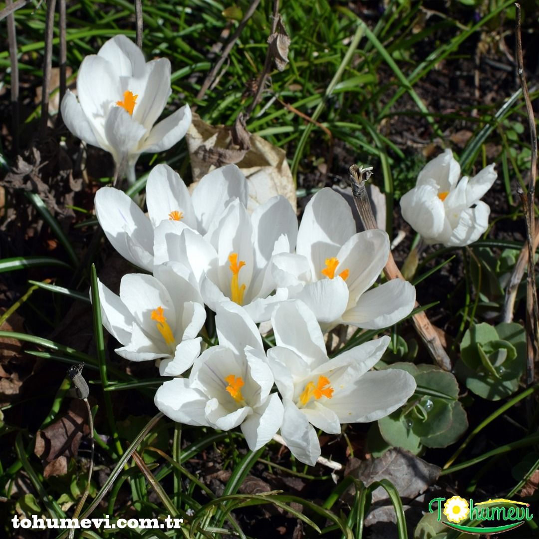 Beyaz Çiğdem çiçeği - Crocus
