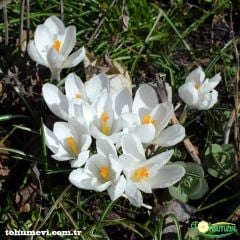 Beyaz Çiğdem çiçeği - Crocus