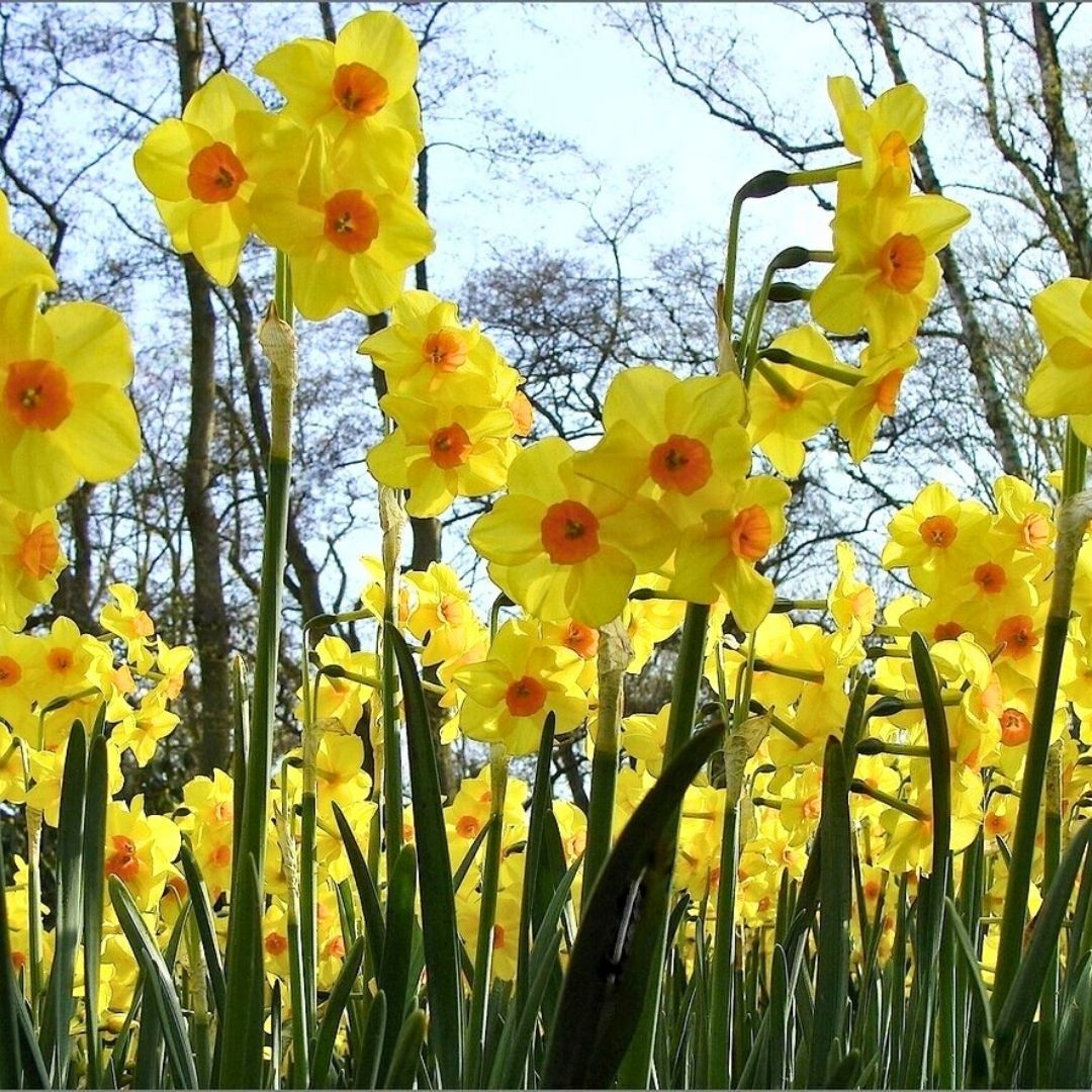 Narcisus Cornish Dawn Nergis Soğanı – Sarı
