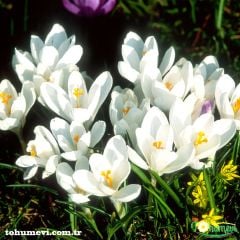 Beyaz Çiğdem çiçeği - Crocus