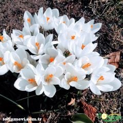 Beyaz Çiğdem çiçeği - Crocus
