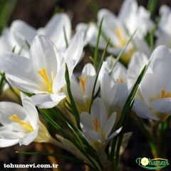 Beyaz Çiğdem çiçeği - Crocus