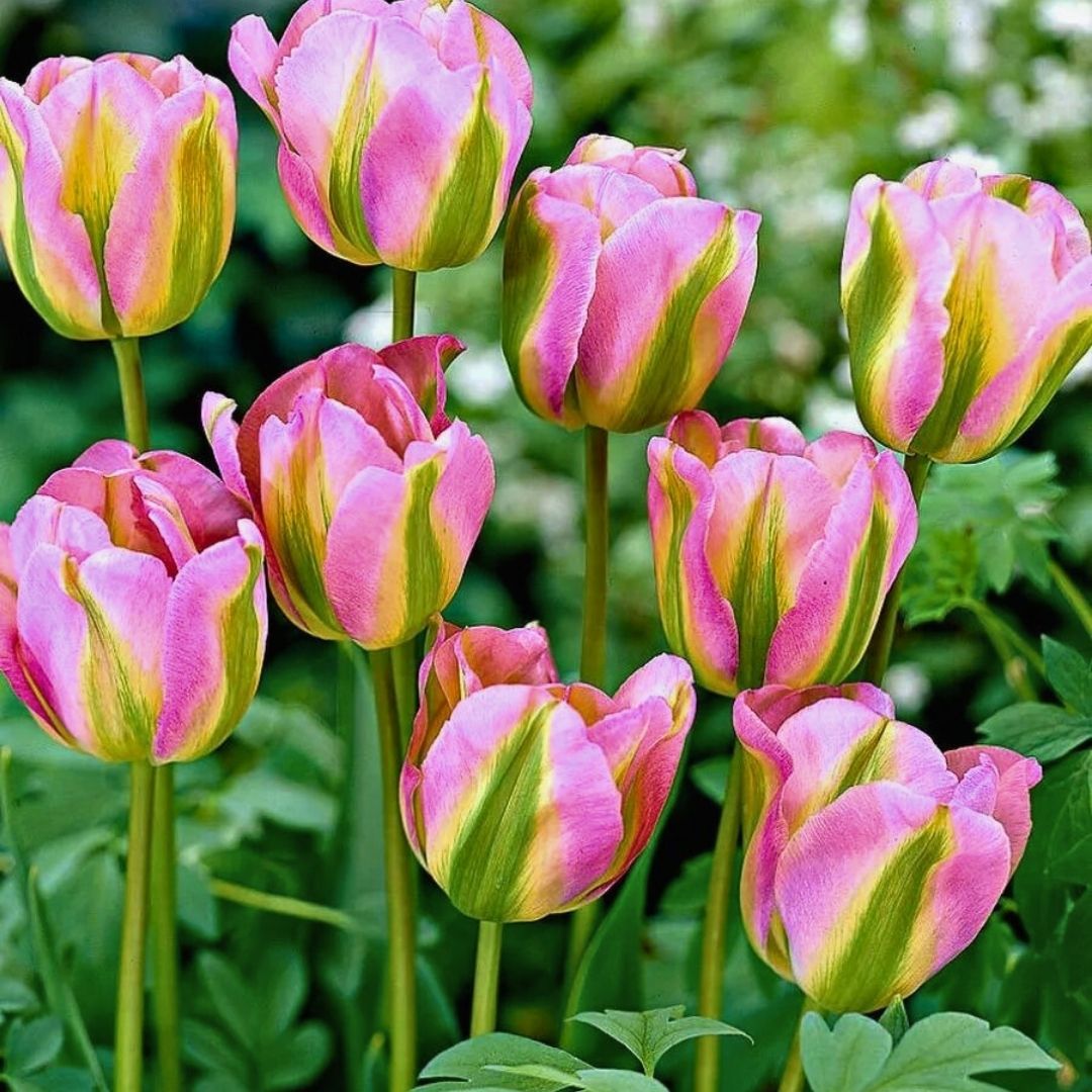 Groenland Lale Soğanı - Tulipa - Yeşil/Pembe