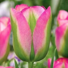 Groenland Lale Soğanı - Tulipa - Yeşil/Pembe