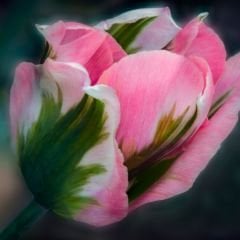 Groenland Lale Soğanı - Tulipa - Yeşil/Pembe